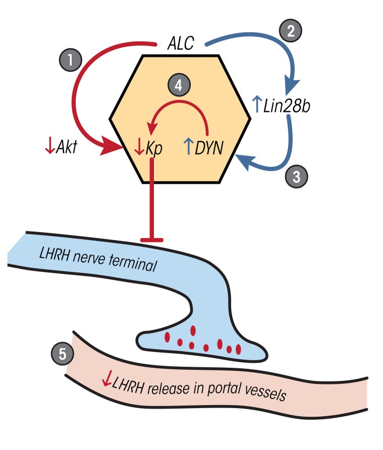 Alcohol and Puberty: Mechanisms of Delayed Development