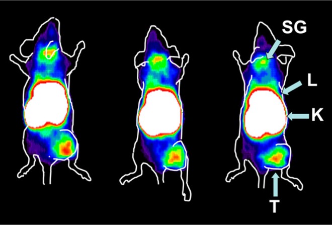 Molecular Imaging of IGF-1R in Cancer.