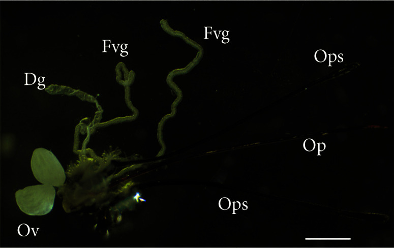 An Insight in the Reproductive Biology of <i>Therophilus javanus</i> (Hymenoptera, Braconidae, and Agathidinae), a Potential Biological Control Agent against the Legume Pod Borer (Lepidoptera, Crambidae).