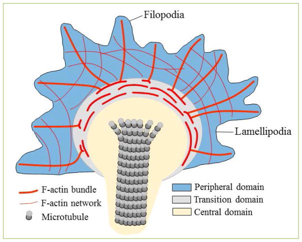 Urokinase-type plasminogen activator (uPA) and its receptor (uPAR) promote neurorepair in the ischemic brain.