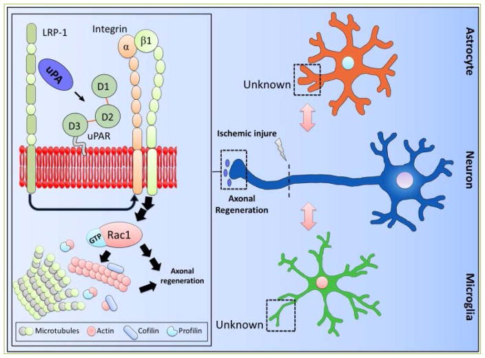 Urokinase-type plasminogen activator (uPA) and its receptor (uPAR) promote neurorepair in the ischemic brain.