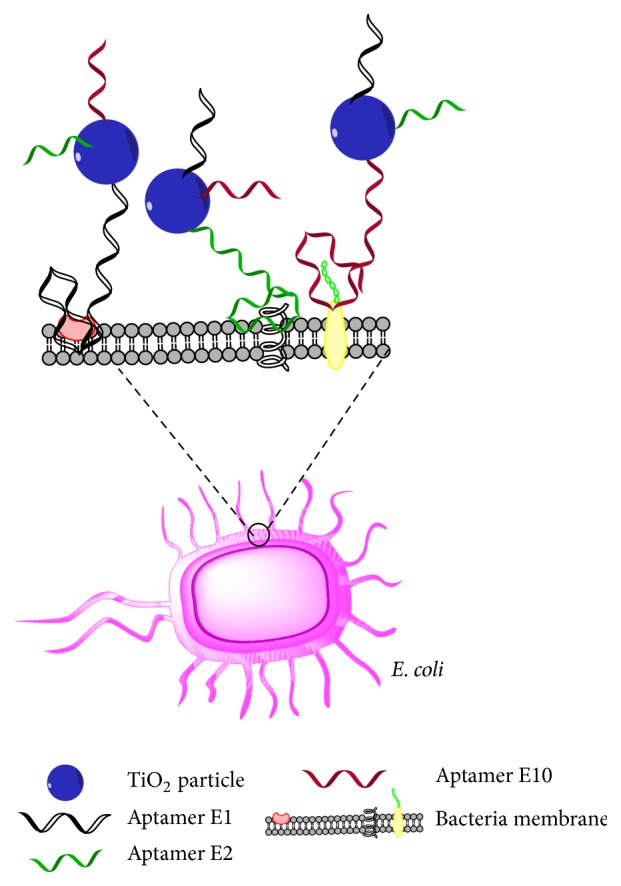 Aptamers as the Agent in Decontamination Assays (Apta-Decontamination Assays): From the Environment to the Potential Application <i>In Vivo</i>.