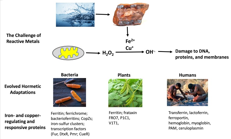 How does hormesis impact biology, toxicology, and medicine?