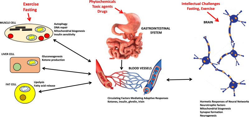 How does hormesis impact biology, toxicology, and medicine?