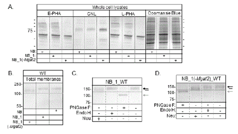 Membrane Distribution and Activity of a Neuronal Voltage-Gated K+ Channel is Modified by Replacement of Complex Type N-Glycans with Hybrid Type.