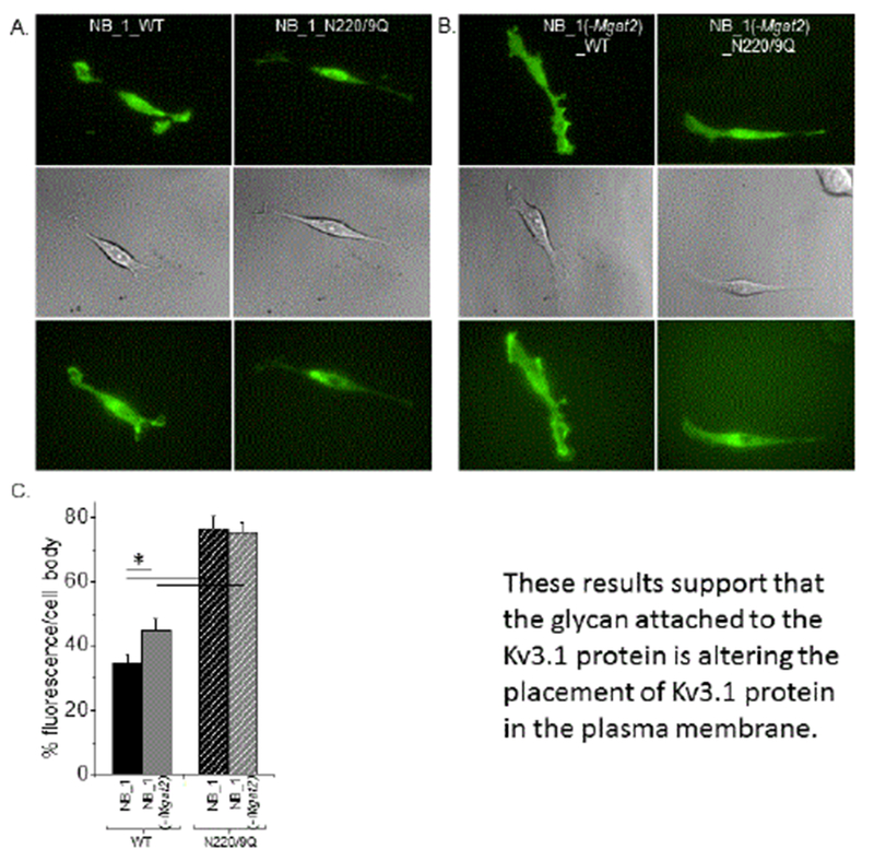 Membrane Distribution and Activity of a Neuronal Voltage-Gated K+ Channel is Modified by Replacement of Complex Type N-Glycans with Hybrid Type.