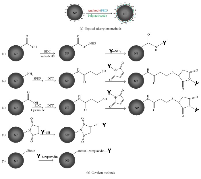 Targeted Therapeutic Nanoparticles: An Immense Promise to Fight against Cancer.