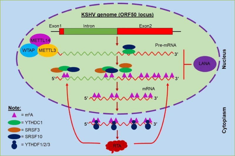 RNA N<sup>6</sup>-adenosine methylation (m<sup>6</sup>A) steers epitranscriptomic control of herpesvirus replication.