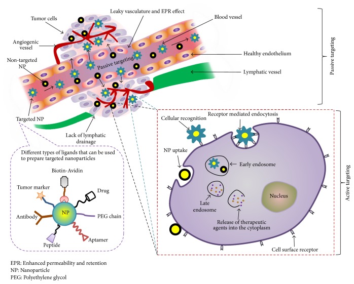 Targeted Therapeutic Nanoparticles: An Immense Promise to Fight against Cancer.