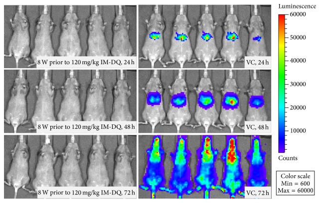 Long-Term Prophylaxis and Pharmacokinetic Evaluation of Intramuscular Nano- and Microparticle Decoquinate in Mice Infected with <i>P. berghei</i> Sporozoites.