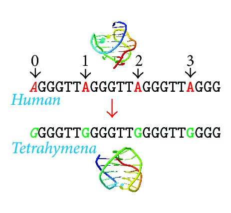 Telomeric G-Quadruplexes: From Human to <i>Tetrahymena</i> Repeats.