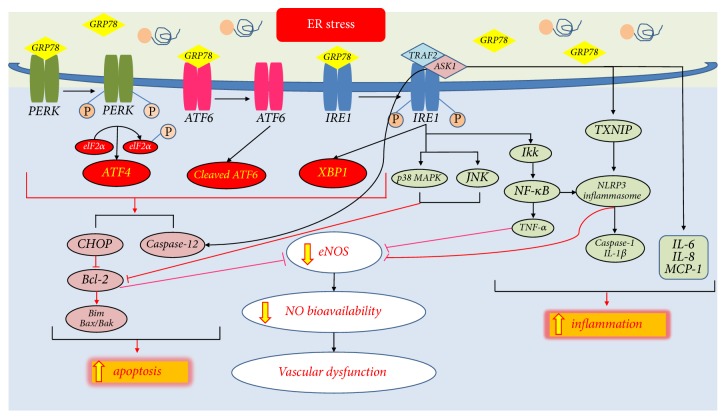 The Role of Endoplasmic Reticulum Stress in Cardiovascular Disease and Exercise.