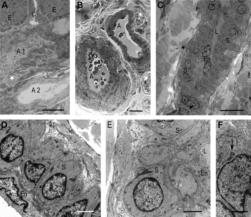 Synthetic smooth muscle in the outer blood plexus of the rhinarium skin of Lemur catta L.