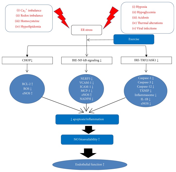 The Role of Endoplasmic Reticulum Stress in Cardiovascular Disease and Exercise.