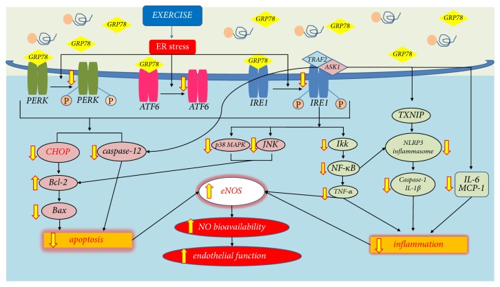 The Role of Endoplasmic Reticulum Stress in Cardiovascular Disease and Exercise.