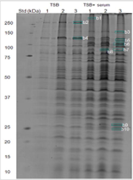 Blood Serum Affects Polysaccharide Production and Surface Protein Expression in <i>S. Aureus</i>.