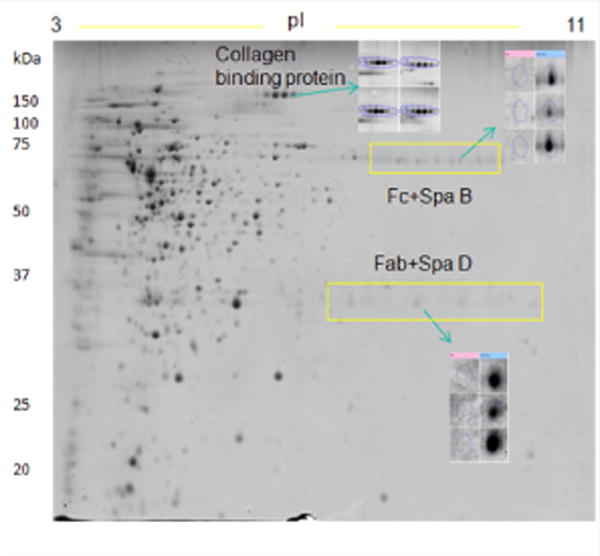 Blood Serum Affects Polysaccharide Production and Surface Protein Expression in <i>S. Aureus</i>.