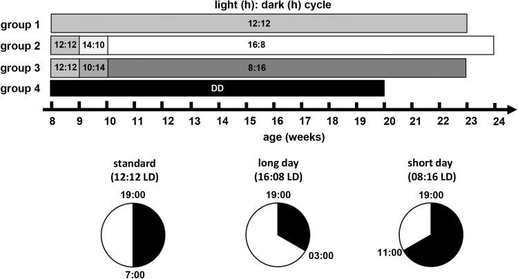 Prolonged day length exposure improves circadian deficits and survival in a transgenic mouse model of Huntington's disease