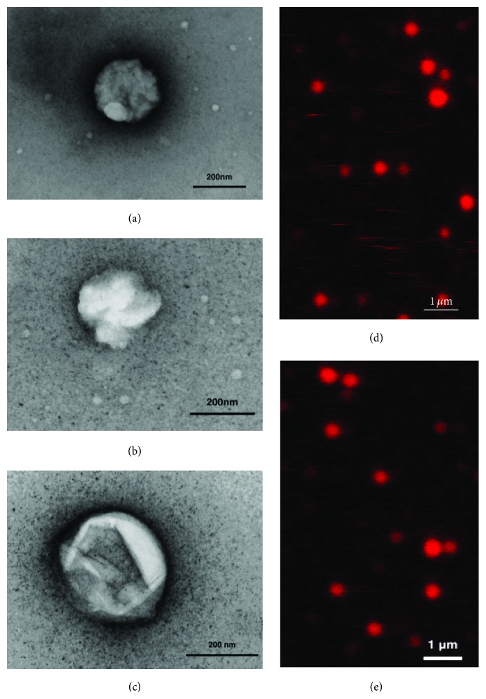 Deformable Nanovesicles Synthesized through an Adaptable Microfluidic Platform for Enhanced Localized Transdermal Drug Delivery.