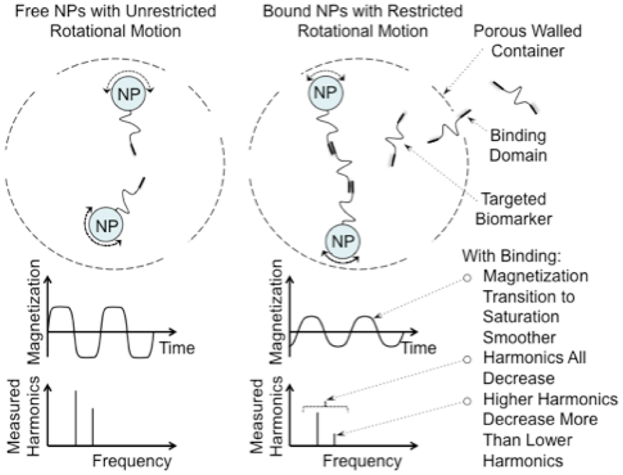 Sensitivity Limits for <i>in vivo</i> ELISA Measurements of Molecular Biomarker Concentrations.