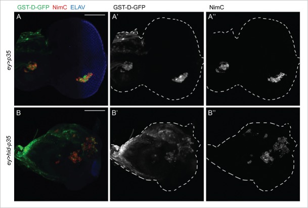 The beneficial role of extracellular reactive oxygen species in apoptosis-induced compensatory proliferation.