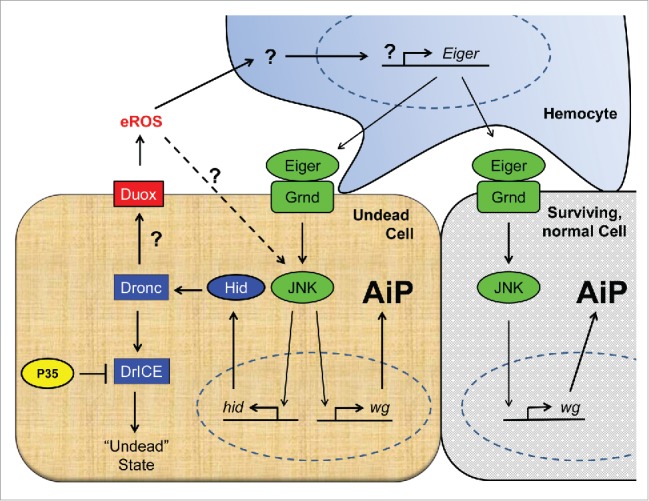 The beneficial role of extracellular reactive oxygen species in apoptosis-induced compensatory proliferation.