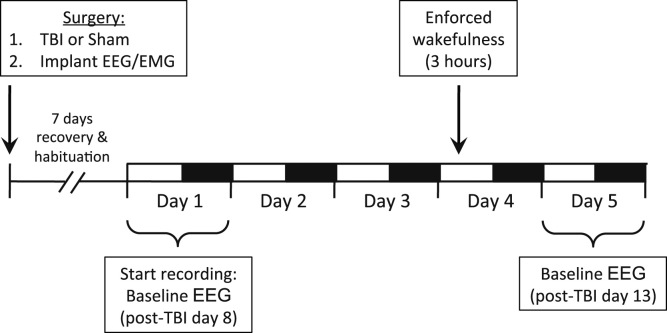 EEG slow waves in traumatic brain injury: Convergent findings in mouse and man