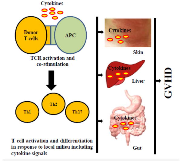 Targeting Cytokines in GVHD Therapy.