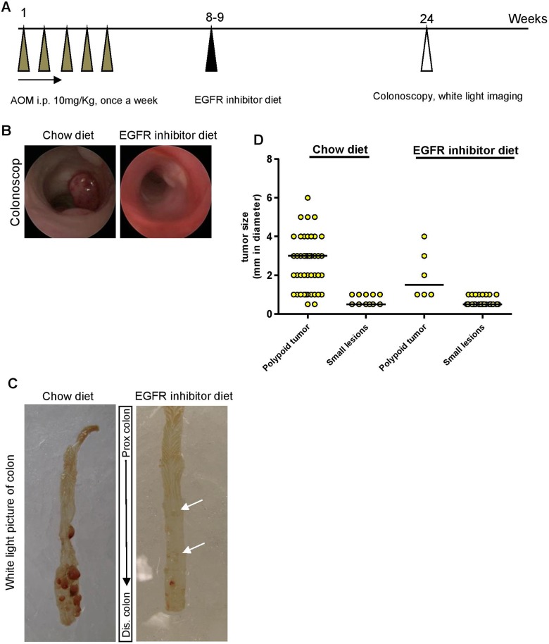 Ex Vivo and In Vivo Noninvasive Imaging of Epidermal Growth Factor Receptor Inhibition on Colon Tumorigenesis Using Activatable Near-Infrared Fluorescent Probes.