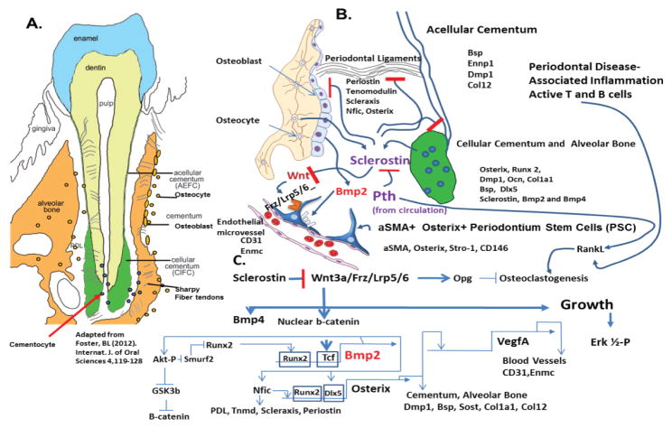 Periodontal Biology: Stem Cells, Bmp2 Gene, Transcriptional Enhancers, and Use of Sclerostin Antibody and Pth for Treatment of Periodontal Disease and Bone Loss.