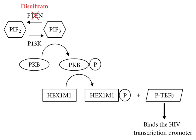 A Critical Review of the Evidence Concerning the HIV Latency Reversing Effect of Disulfiram, the Possible Explanations for Its Inability to Reduce the Size of the Latent Reservoir In Vivo, and the Caveats Associated with Its Use in Practice.