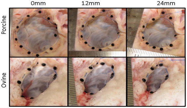 Effects of Cinching Force on the Tricuspid Annulus: A Species Comparison.