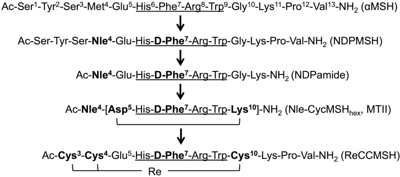 Molecular Imaging and Radionuclide Therapy of Melanoma Targeting the Melanocortin 1 Receptor.