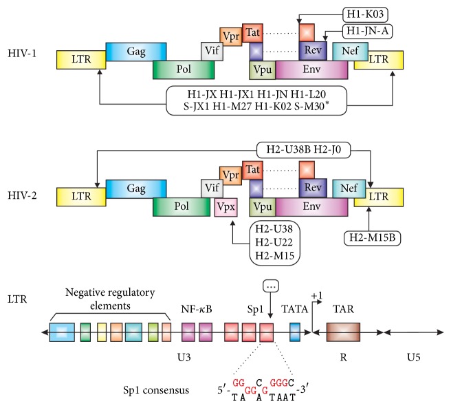 Putative HIV and SIV G-Quadruplex Sequences in Coding and Noncoding Regions Can Form G-Quadruplexes.