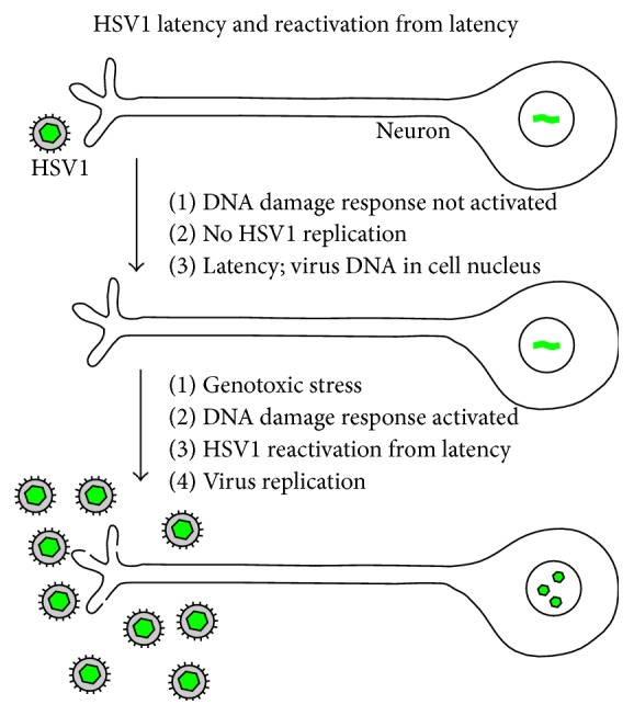 Herpes Simplex Virus Latency: The DNA Repair-Centered Pathway.