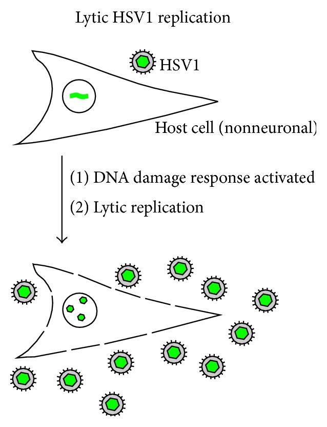 Herpes Simplex Virus Latency: The DNA Repair-Centered Pathway.