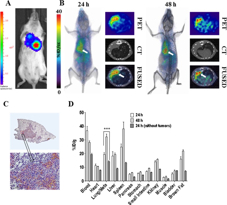 Noninvasive Imaging of Immune Checkpoint Ligand PD-L1 in Tumors and Metastases for Guiding Immunotherapy.