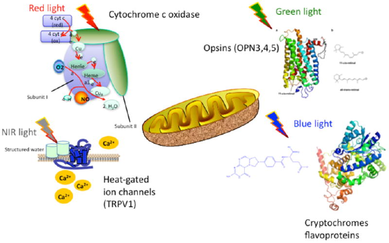 Mechanisms and applications of the anti-inflammatory effects of photobiomodulation.