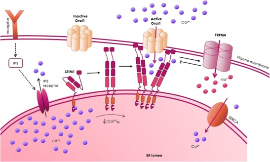 Store-Operated Ca<sup>2+</sup> Entry as a Prostate Cancer Biomarker - a Riddle with Perspectives.