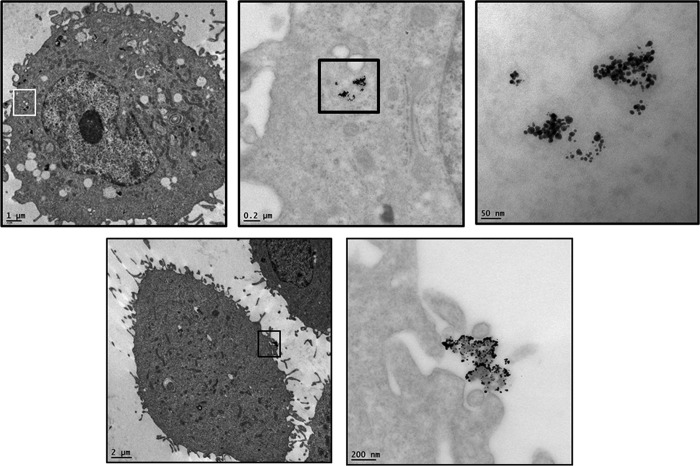 Fluorescent, Plasmonic, and Radiotherapeutic Properties of the <sup>177</sup>Lu-Dendrimer-AuNP-Folate-Bombesin Nanoprobe Located Inside Cancer Cells.