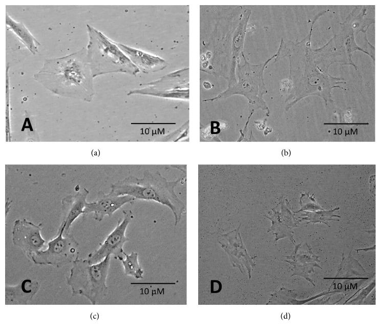 A Reliable and Reproducible Model for Assessing the Effect of Different Concentrations of <i>α</i>-Solanine on Rat Bone Marrow Mesenchymal Stem Cells.