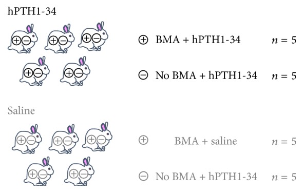 Feasibility and Efficacy of Autologous Bone Marrow Aspirate Transplantation Combined with Human Parathyroid Hormone 1-34 Administration to Treat Osteonecrosis in a Rabbit Model.