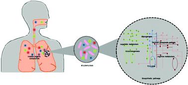 Elucidating the biosynthetic pathways of volatile organic compounds in Mycobacterium tuberculosis through a computational approach†