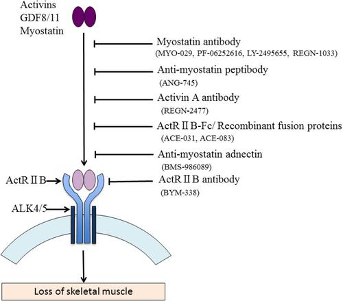 Myostatin inhibitors as pharmacological treatment for muscle wasting and muscular dystrophy