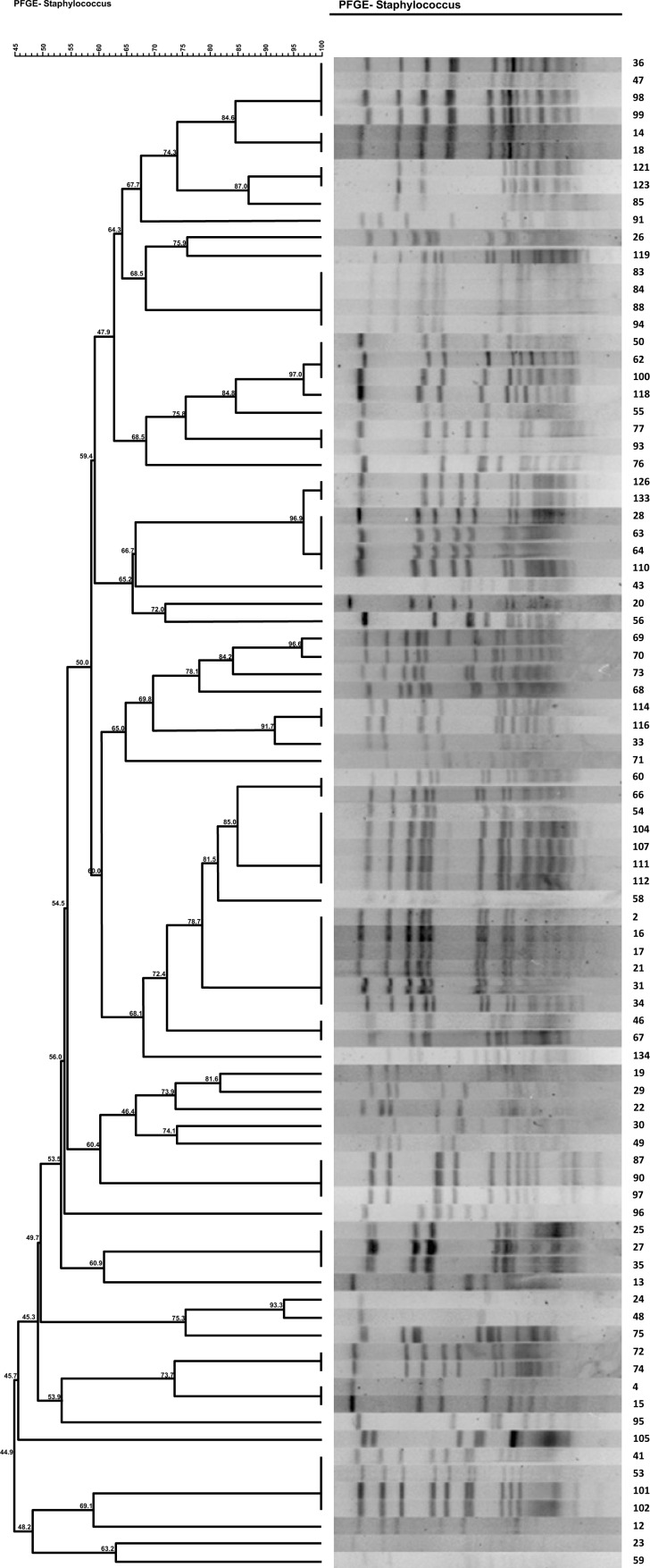 Antibiotic Resistance Patterns and Virulence Determinants of Different SCCmec and Pulsotypes of <i>Staphylococcus Aureus</i> Isolated from a Major Hospital in Ilam, Iran.