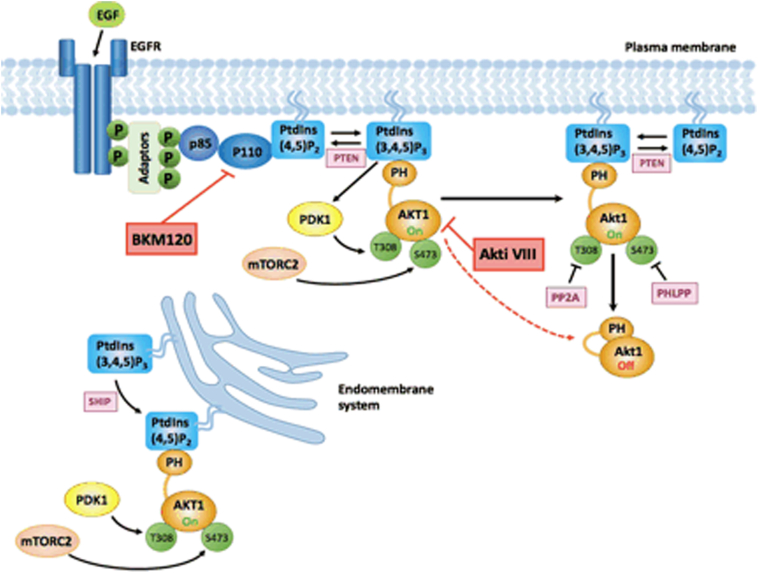 Time resolved amplified FRET identifies protein kinase B activation state as a marker for poor prognosis in clear cell renal cell carcinoma