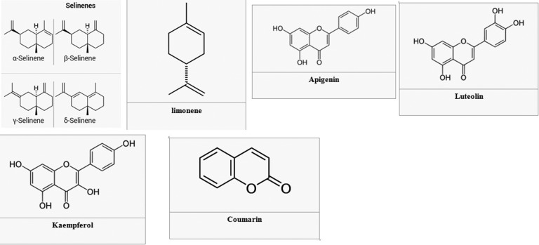 A Review of the Antioxidant Activity of Celery ( Apium graveolens L).