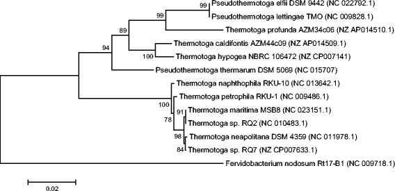 Complete genome sequence of <i>Thermotoga</i> sp. strain RQ7.