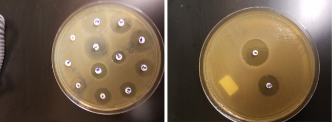 In Vitro Antimicrobial Activity of Thymus vulgaris Essential Oil Against Major Oral Pathogens.