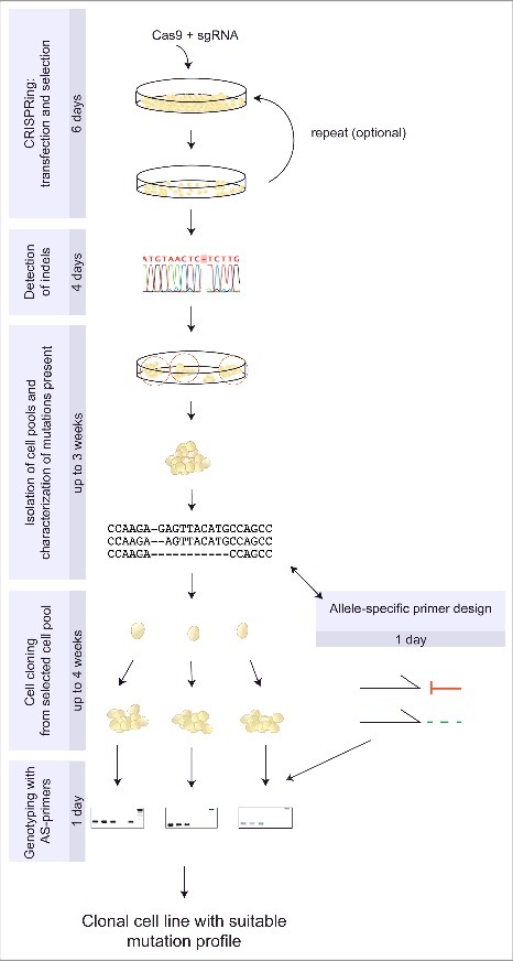 Generation of genome-modified Drosophila cell lines using SwAP.